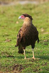 Crested Caracara